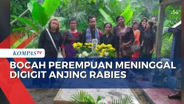 Bocah 6 tahun Meninggal Dunia Akibat Digigit Anjing Rabies di Sumatera Utara
