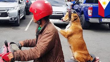 Video anjing lucu naik motor pake helm! - TomoNews