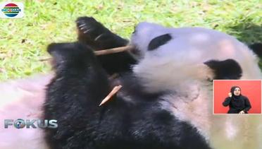 Lucunya Tingkah Panda Cai Tao dan Hu Chun di Taman Safari Bogor - Fokus Sore