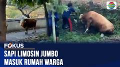 Sapi Kurban Jumbo di Klaten Kabur dan Masuk Rumah Warga, Bikin Penghuni Panik | Fokus