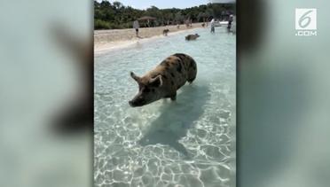 Wow, Ada Pantai Penuh dengan Babi Berenang