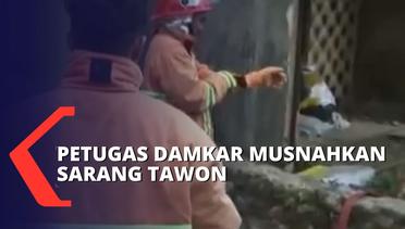 Bahayakan Warga, Petugas Damkar di Parepare Musnahkan Sarang Tawon!