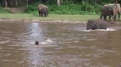 Gajah Menyelamatkan Manusia Yang Hampir Tenggelam
