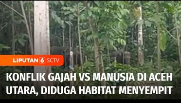 Akibat Habitatnya Makin Rusak, Gajah Liar Cari Makan di Kebun Warga di Aceh Utara | Liputan 6