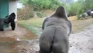 Lucunya Gorilla Melindungi Diri dari Hujan