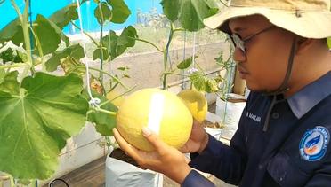 Trailer Melon Hidroponik Sekali Panen Rp32 Juta | Berani Berubah Eps 176