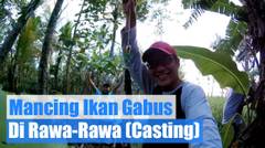 Mancing Ikan Gabus Di Rawa-Rawa ! bag. 2