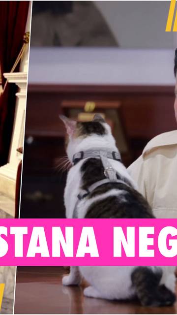 Bobby Kertanegara, Kucing Kesayangan Presiden Prabowo Pindah Ke Istana Jadi 'Kucing Kepresidenan'