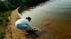 5 Serangan Ikan yang Membuat Binatang Lain Takut Berada di Air