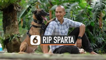 Sparta, Anjing Bima Aryo yang Menyerang ART Mati