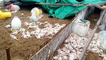 Ribuan Ayam Tertimpa Kandang Akibat Puting Beliung di Kabupaten Malang