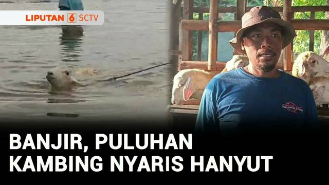 Kebanjiran, Kambing Dievakuasi Naik Perahu Karet | Liputan 6