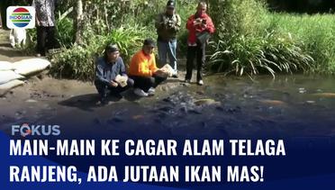 Asrinya Cagar Alam Telaga Ranjeng, Dihuni Jutaan Ikan Mas | Fokus