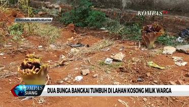Dua Bunga Bangkai Tumbuh di Lahan Kosong Milik Warga Jakarta