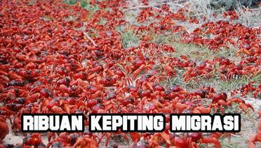 Fenomena dan kejadian langka ribuan kepiting sedang....