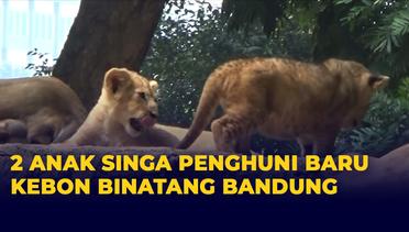2 Anak Singa Penghuni Baru Kebun Binatang Bandung