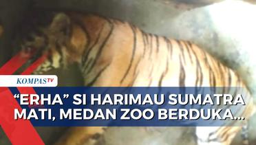 Satwa Endemik Harimau Sumatra di Medan Zoo Jatuh Sakit dan Mati! BKSDA Sumut Lakukan Nekropsi