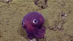Googly-eyed Stubby Squid - Nautilus Live