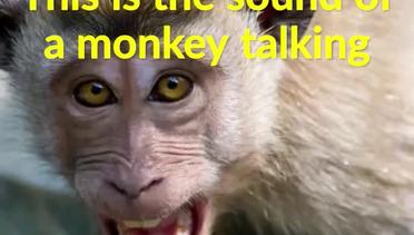 Terkuak, Sebenarnya Monyet Mampu Berbicara