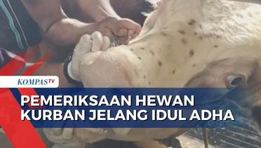 Jelang Idul Adha, Dinas Peternakan Kabupaten Kediri Perketat Pemeriksaan Hewan Kurban
