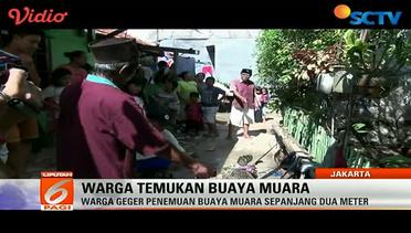 Geger Penemuan Buaya di Dekat Pemukiman Warga di Jakarta Barat - Liputan6 SCTV