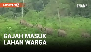 Puluhan Gajah Liar Masuk dan Rusak Rumah Warga di Aceh Utara