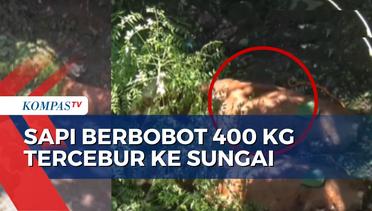 Sapi Berbobot 400 Kilogram Tercebur ke Sungai Sedalam 15 Meter di Klaten, Begini Proses Evakuasinya