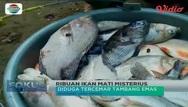 Ribuan Ikan di Banyumas, Jawa Tengah, Mati Secara Misterius - Fokus Pagi