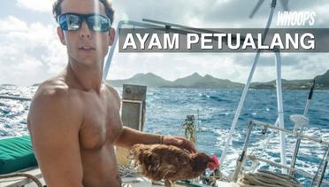 WHOOPS: Pria Ini Memilih Ayam untuk Teman Berlayar