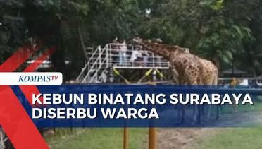 Dibuka 100 Persen, Ribuan Pengunjung Padati Kebun Binatang Surabaya!