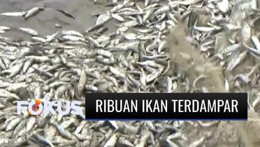 Ribuan Ikan Terdampar di Sepanjang Pantai Jimbaran, Bali, Ini Tanggapan BMKG | Fokus