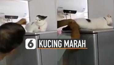 Kocak, Reaksi Kucing Marah Saat Diajak Bercanda