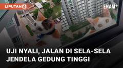 Uji Nyali, Seekor Kucing Jalan-Jalan di Sela-Sela Jendela Gedung Tinggi