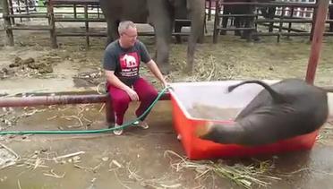 Konyolnya Kegiatan Memandikan Anak Gajah