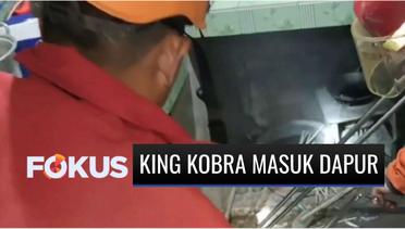 Ngeri! King Kobra 2,5 Meter Masuk Dapur Rumah Warga di Nganjuk | Fokus