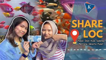 50 Ribu Bisa Bawa Pulang Ikan Apa Aja di Pasar Ikan Hias Sumenep?