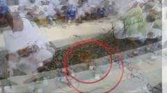 Heboh, Kucing Ini Sabar Tunggu Waktu Bukber di Masjidil Haram