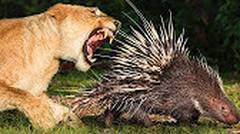 Ngerii...!!!! Pertarungan Singa vs Landak - Perkelahian Hewan Liar