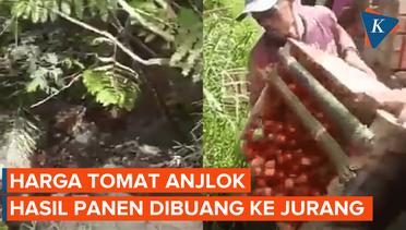 Harga Anjlok, Petani di lampung Buang Hasil Panen Tomat ke Jurang