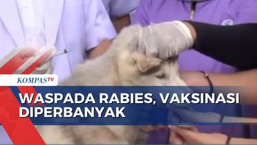 Kasus Penularan Rabies Masih Tinggi, Dinkes Bengkulu Gencarkan Vaksinasi Hewan Peliharaan!