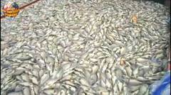 Sungguh Aneh Ratusan Ton Ikan Mati Mendadak