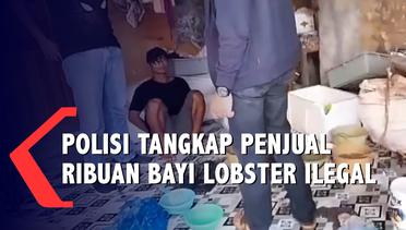 Polisi Tangkap Penjual Ribuan Bayi Lobster Ilegal