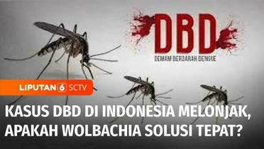 Kasus DBD di Indonesia Melonjak Seiring Musim Hujan, Apakah Wolbachia Solusi yang Tepat? | Liputan 6