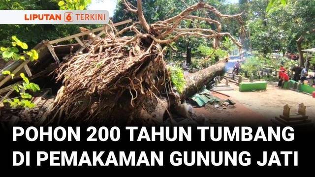 Angin Kencang Tumbangkan Pohon Berusia 200 Tahun di Kompleks Pemakaman Gunung Jati Cirebon