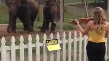 Gajah Berjoget Mendengar Lagu Klasik