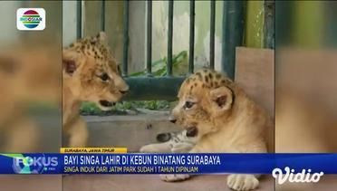 Bayi Singa Lahir Di Kebun Binatang Surabaya