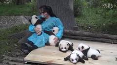 Rawat Panda Gaji Rp 400 Juta