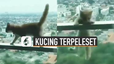 Bikin Deg-Degan, Kucing Terpeleset di Balkon Apartemen