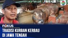 Warga Kudus Berburu Kerbau untuk Kurban Jelang Idul Adha, Lestarikan Tradisi Sunan Kudus | Fokus