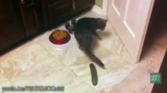 Kucing vs mentimun